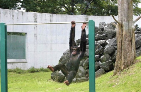 チンパンジー学習の森