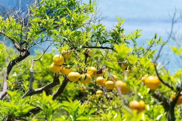 愛媛県のご当地グルメ８選