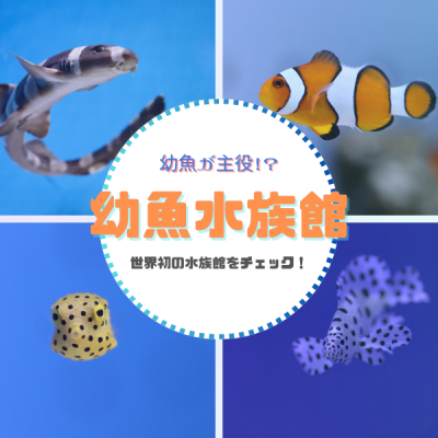 幼魚が主役！？世界初の水族館をチェック！～幼魚水族館～