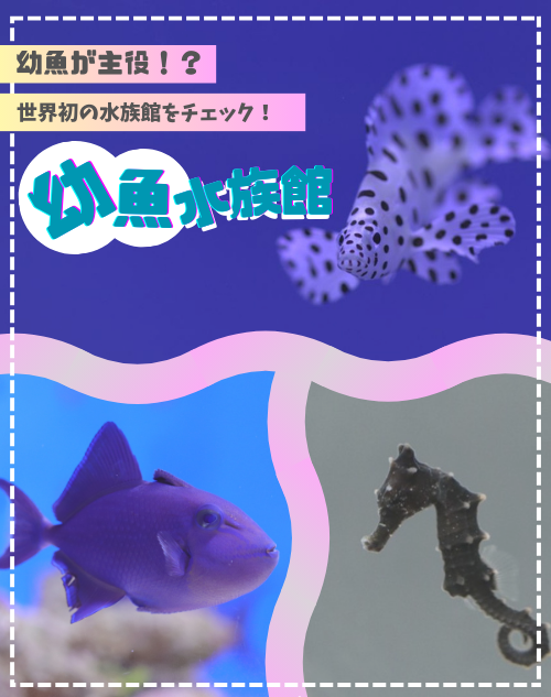 幼魚が主役！？世界初の水族館をチェック！～幼魚水族館～