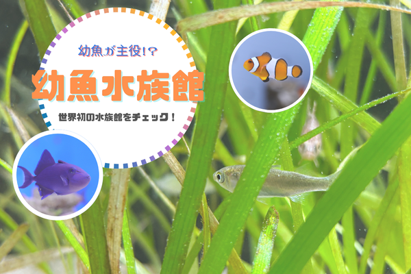 幼魚が主役！？世界初の水族館をチェック！～幼魚水族館～