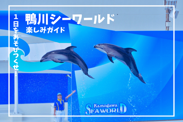 1日を遊びつくせ！鴨川シーワールド楽しみ方ガイド