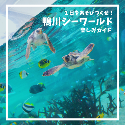 1日を遊びつくせ！鴨川シーワールド楽しみ方ガイド