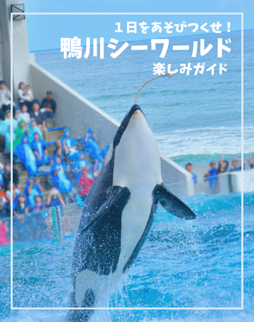 1日を遊びつくせ！鴨川シーワールド楽しみ方ガイド