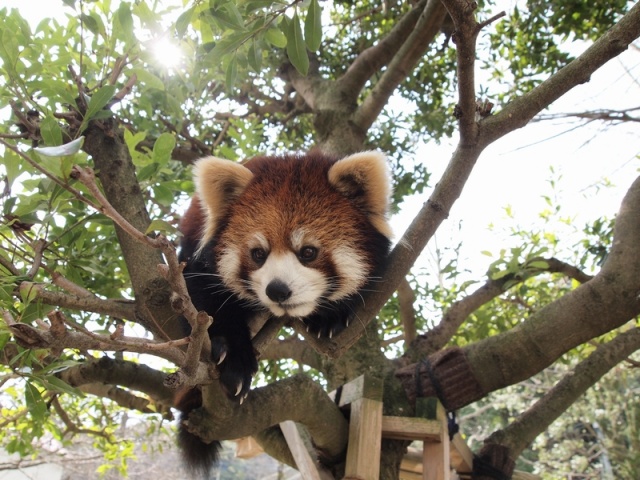 福岡市動物園 いこまい