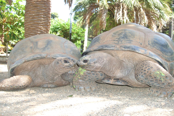 体感型動物園iZooお得な割引チケット販売中！ | いこまい