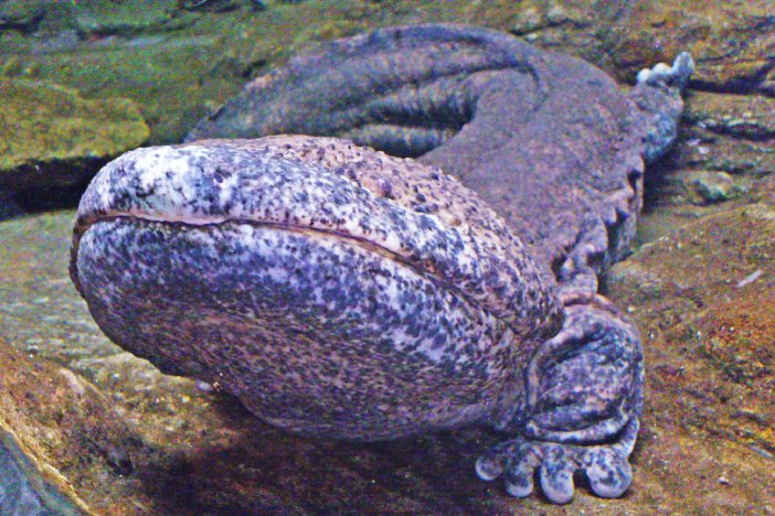 オオサンショウウオ オオサンショウウオ ／ Japanese Giant Salamander｜menu02_動物